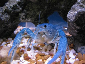 Blue_Crayfish_in_Aquarium
