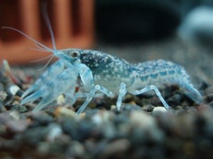 Mini-Blue-Crayfish__82200.1330672927.1280.1280