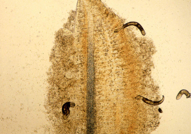 Dactylogyrus parazit