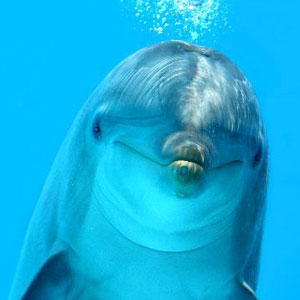 Delfinii – sufletul apelor