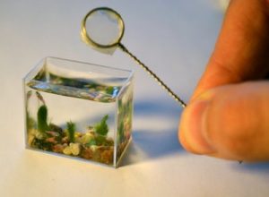 Cate ceva despre cel mai mic acvariu din lume