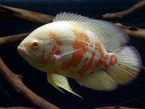 Ce tip de specie de peste preferi pentru acvariul tau? (II)